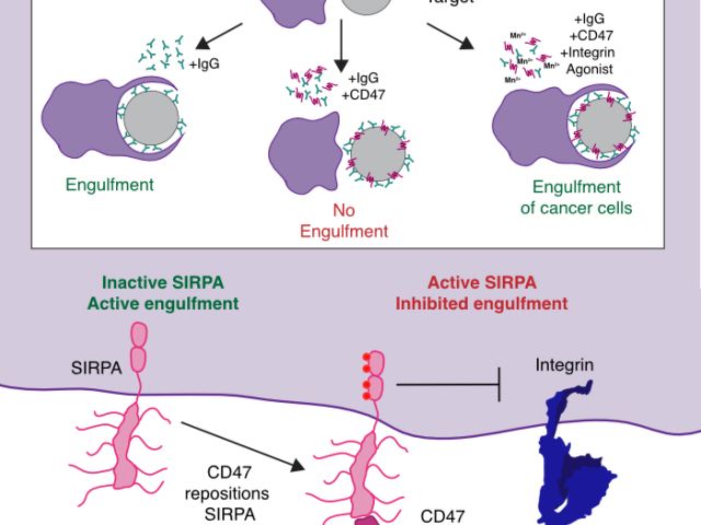 Graphical abstract from cd47 paper