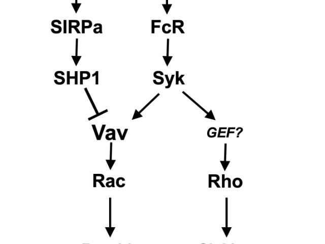 CD47 pathway