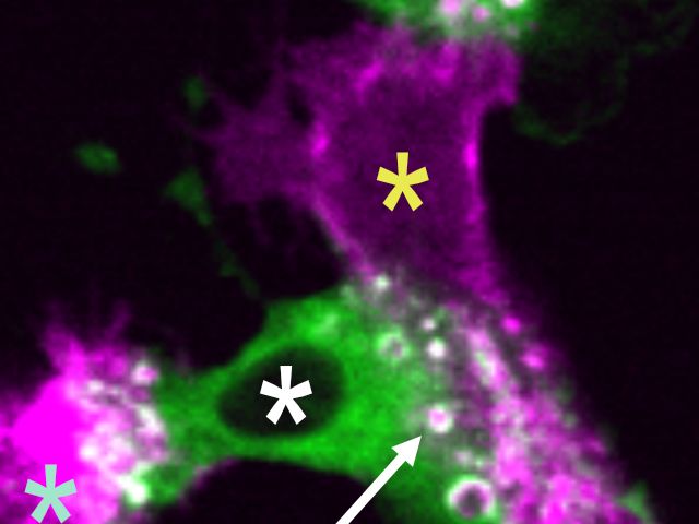 Image of trogocytosis